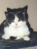 S*Esteticas Lady Morticia (Tici) 2 years