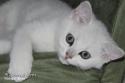 S*Esteticas Uranus (Uffe) 11 weeks - nr 1