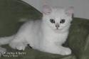 S*Esteticas Uranus (Uffe) 11 weeks - nr 2