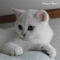 S*Esteticas Uranus (Uffe) 13 weeks - nr 1