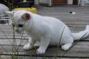 S*Esteticas Uranus (Uffe) 14 weeks