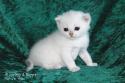 S*Esteticas Uranus (Uffe) 3 weeks - nr 1