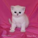 S*Esteticas Uranus (Uffe) 5 weeks - nr 1