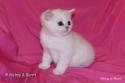 S*Esteticas Uranus (Uffe) 5 weeks - nr 2