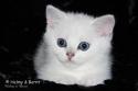 S*Esteticas Uranus (Uffe) 7 weeks - nr 1