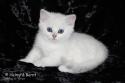 S*Esteticas Uranus (Uffe) 7 weeks - nr 2