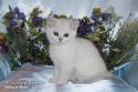 S*Esteticas Uranus (Uffe) 9 weeks - nr 1