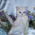 S*Esteticas Uranus (Uffe) 9 weeks - nr 2