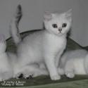 S*Esteticas Unessa (Unessa) 11 weeks - nr 2