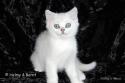 S*Esteticas Valdemar 10 weeks - nr 1