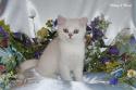 S*Esteticas Valdemar 12 weeks - nr 1