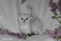 S*Esteticas Valdemar 8 weeks - nr 1