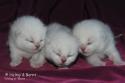S*Esteticas Valdemar, S*Esteticas Vega and CH S*Esteticas Volmar 1 week