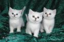S*Esteticas Valdemar, S*Esteticas Vega and CH S*Esteticas Volmar 6 weeks - nr 1