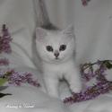 S*Esteticas Vega 8 weeks - nr 1