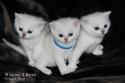 S*Esteticas Vega, CH S*Esteticas Volmar and S*Esteticas Valdemar 4 weeks
