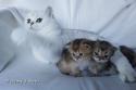 Viva Vogue Vivien Leigh (Viva) and S*Esteticas Jewel (Flora) and S*Esteticas Jade (Lucy) 3 weeks - nr 1