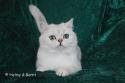 Viva Vogue Vivien Leigh (Viva) 1,5 years - nr 1