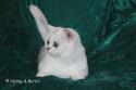 Viva Vogue Vivien Leigh (Viva) 1,5 years - nr 2