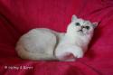 Viva Vogue Vivien Leigh (Viva) 3 years - nr 7