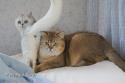 Viva Vogue Vivien Leigh (Viva) 5,5 months and Viva Vogue Ocean (Ochi) 10,5 months - nr 1