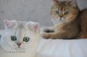 Viva Vogue Vivien Leigh (Viva) 5,5 months and Viva Vogue Ocean (Ochi) 10,5 months - nr 2