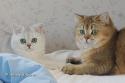 Viva Vogue Vivien Leigh (Viva) 5,5 months and Viva Vogue Ocean (Ochi) 10,5 months - nr 3