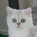 Viva Vogue Vivien Leigh (Viva) 5,5 months head