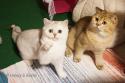 Viva Vogue Vivien Leigh (Viva) 5 months and Viva Vogue Ocean (Ochi) 10 months dag1 - nr 1