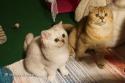 Viva Vogue Vivien Leigh (Viva) 5 months and Viva Vogue Ocean (Ochi) 10 months dag1 - nr 2