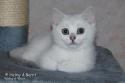 CH S*Esteticas Volmar 10 weeks - nr 1