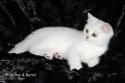 CH S*Esteticas Volmar 10 weeks - nr 2