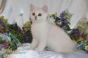 CH S*Esteticas Volmar 12 weeks - nr 1