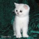 CH S*Esteticas Volmar 6 weeks - nr 1