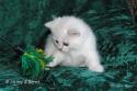 CH S*Esteticas Volmar 6 weeks - nr 2