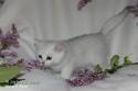 CH S*Esteticas Volmar 8 weeks - nr 1