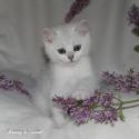 CH S*Esteticas Volmar 8 weeks - nr 2