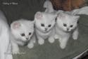 CH S*Esteticas Volmar, S*Esteticas Valdemar and S*Esteticas Vega 7 weeks - nr 1