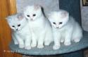 S*Esteticas Xenedra (Mia), S*Esteticas Xerxes and CH&PR S*Esteticas Xenon (Churchill) 11 weeks