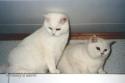 CH&PR S*Esteticas Xenon (Churchill) and IP S*Esteticas Qurtis (Kurt)