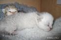 SC S*Esteticas Xera (Siiri) and S*Esteticas Xibell (Xibell) 1 day