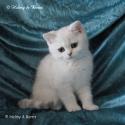 SC S*Esteticas Xera (Siiri) 11 weeks - nr 1