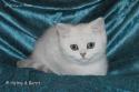 SC S*Esteticas Xera (Siiri) 11 weeks - nr 2