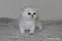SC S*Esteticas Xera (Siiri) 3 weeks - nr 1