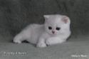 SC S*Esteticas Xera (Siiri) 5 weeks - nr 1