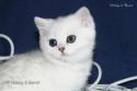 SC S*Esteticas Xera (Siiri) 7 weeks - nr 1