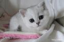SC S*Esteticas Xera (Siiri) 7 weeks - nr 2