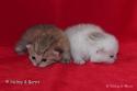 S*Esteticas Xibell (Xibell) and SC S*Esteticas Xera (Siiri) 2 weeks