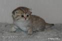 S*Esteticas Xibell (Xibell) 3 weeks - nr 1