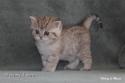 S*Esteticas Xibell (Xibell) 5 weeks - nr 1